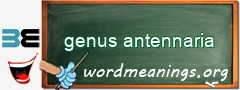 WordMeaning blackboard for genus antennaria